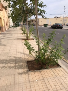 jardineria-deficiente