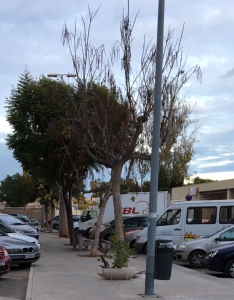 Arbolado calle San Marcos