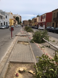 Tala arbolado calle San Jaime (5)