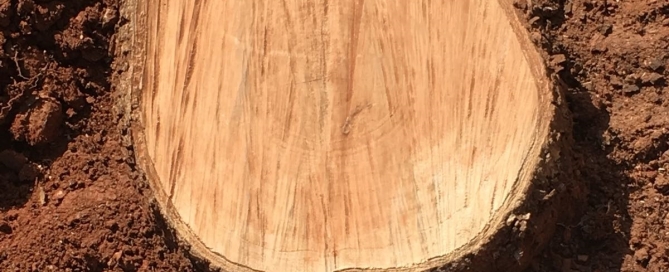 árbol talado_8618