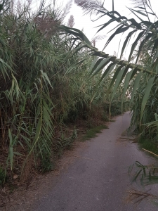 Senda verde Riu Millars Almassora