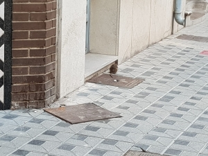 Ratas en casco urbano