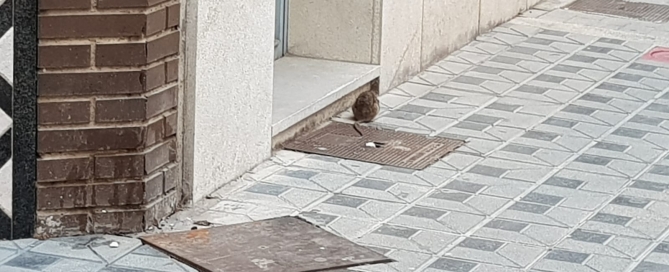 Ratas en casco urbano