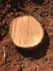 árbol talado_8618
